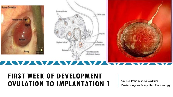 first week of development ovulation