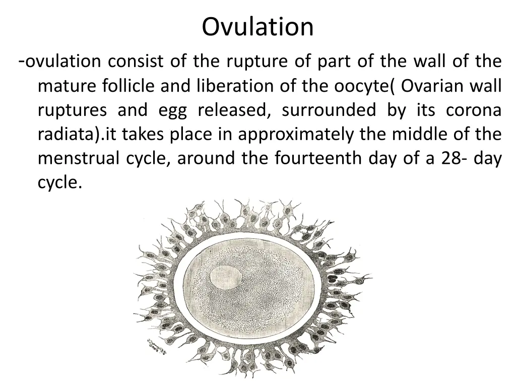 ovulation