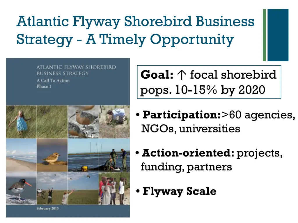 atlantic flyway shorebird business strategy