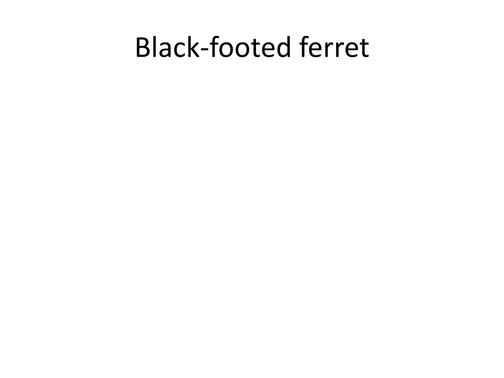 black footed ferret