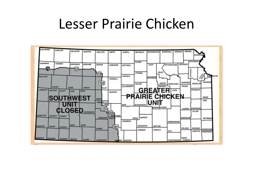 lesser prairie chicken