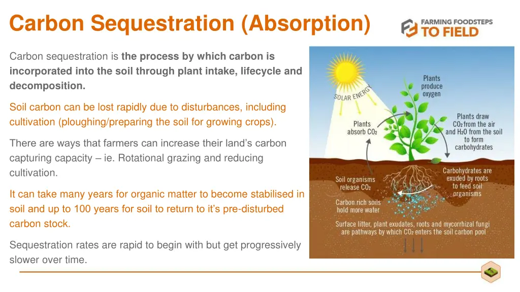 carbon sequestration absorption