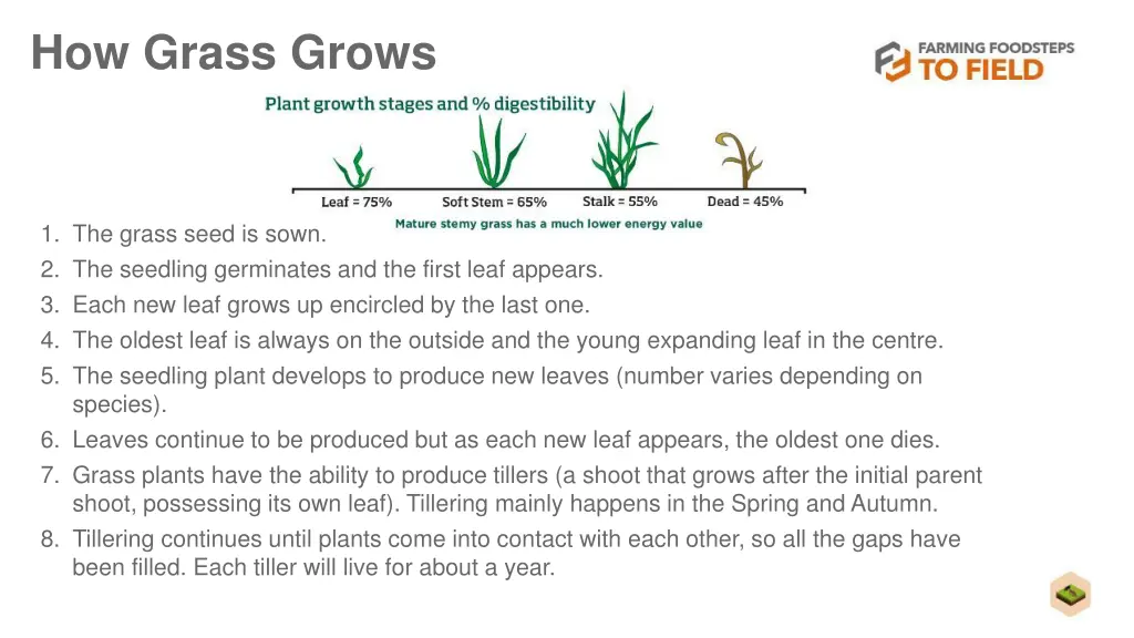 how grass grows