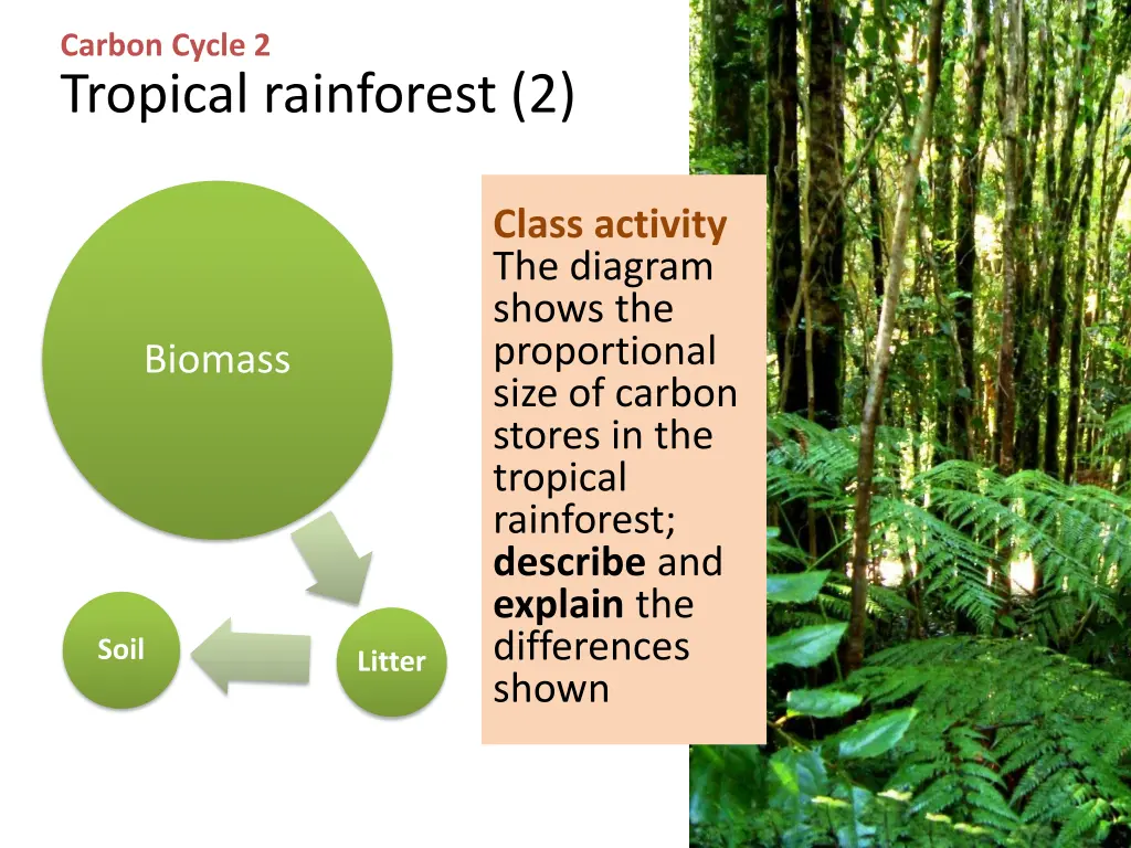 carbon cycle 2 tropical rainforest 2