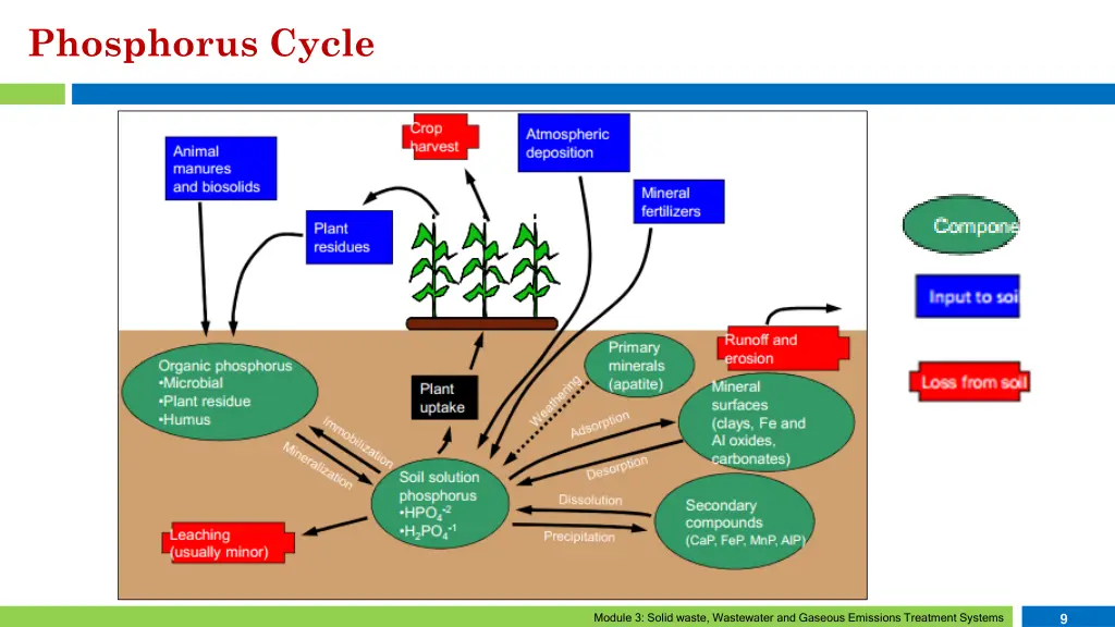 phosphorus cycle 3