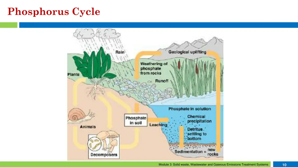 phosphorus cycle 4