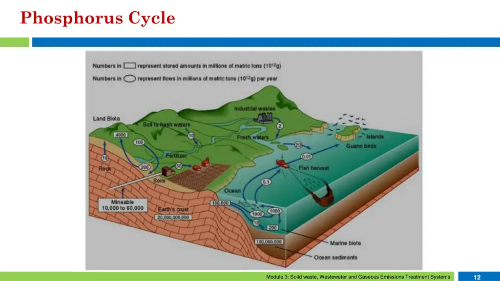 phosphorus cycle 6