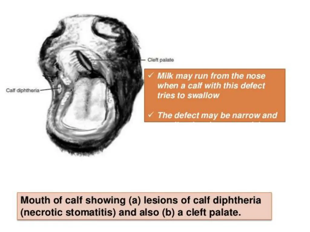 slide11