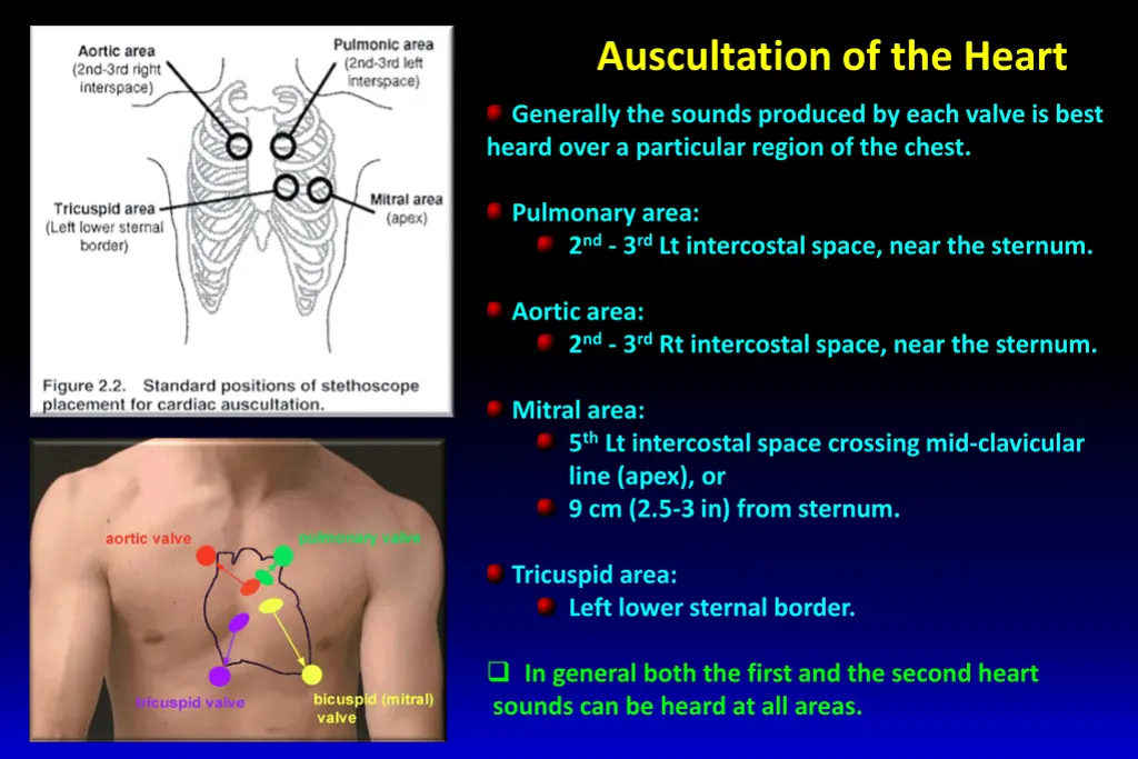 auscultation of the heart