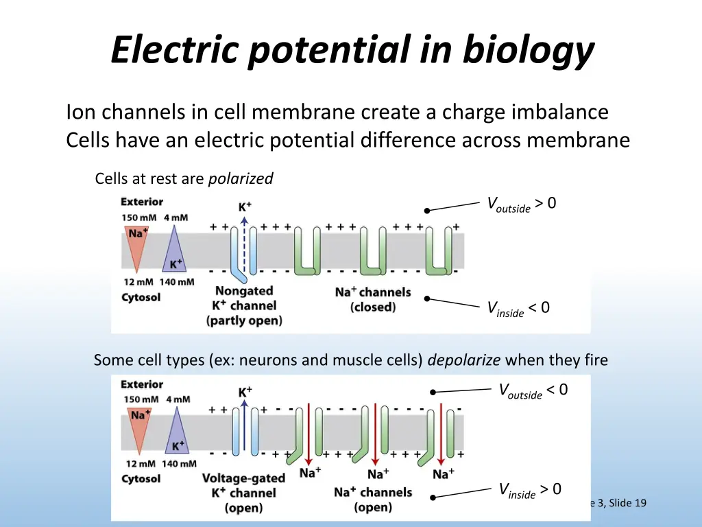 electric potential in biology