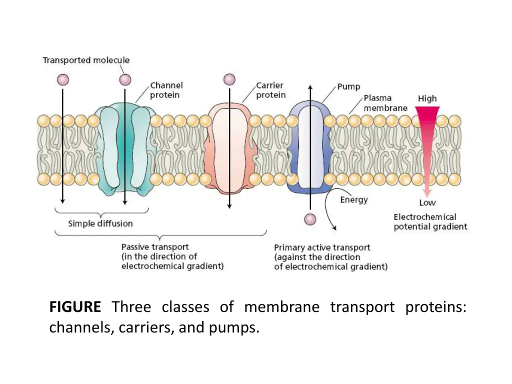 figure three classes of membrane transport