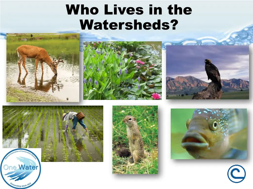 who lives in the watersheds