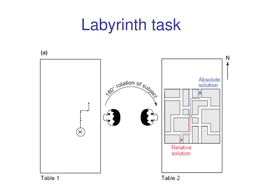 labyrinth task