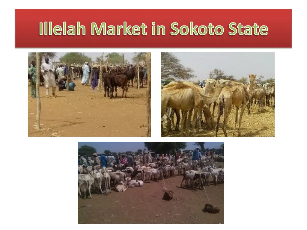 illelah market in sokoto state