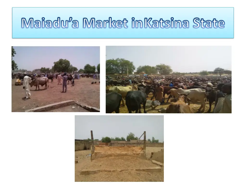 maiadu a market inkatsina state