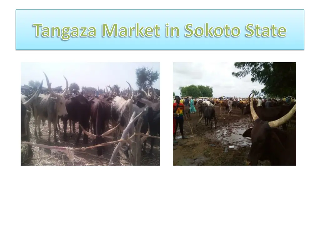 tangaza market in sokoto state