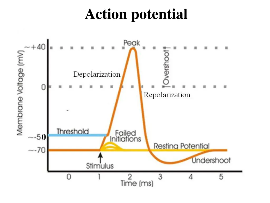 action potential