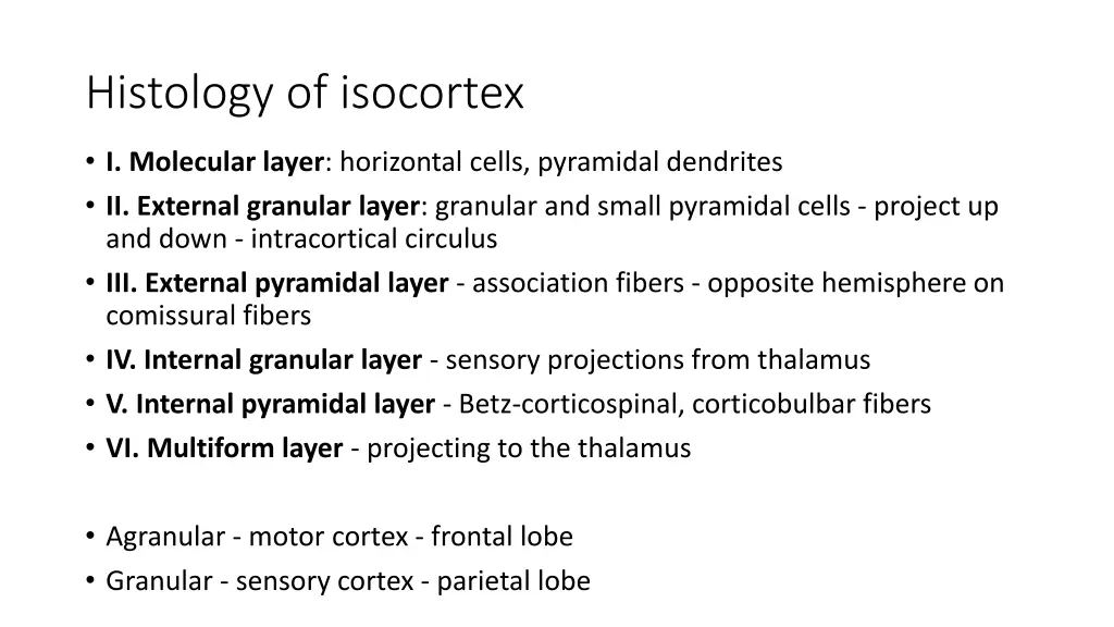 histology of isocortex