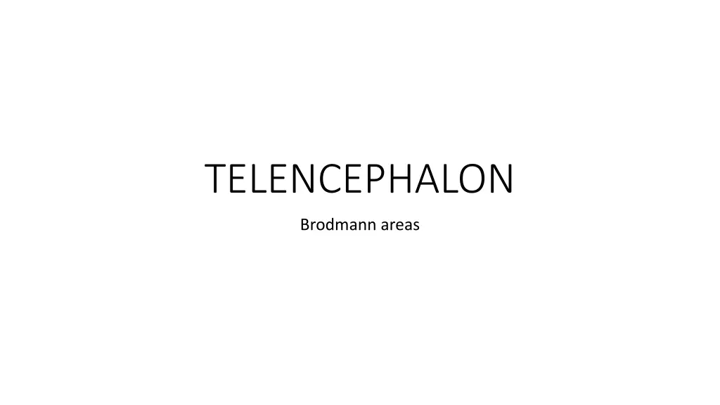 telencephalon