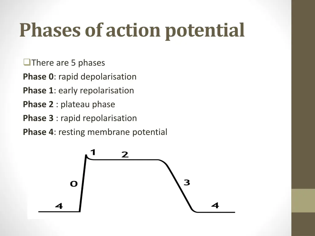 phases of action potential