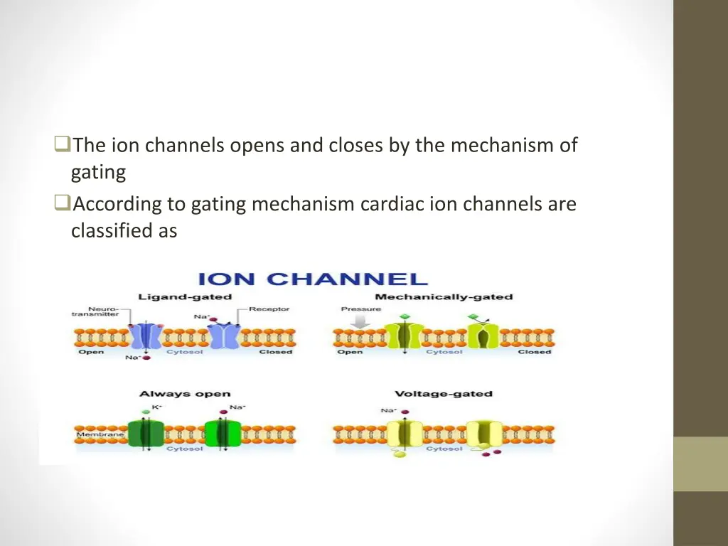 the ion channels opens and closes