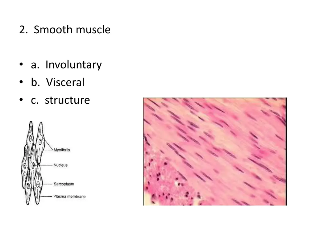 2 smooth muscle