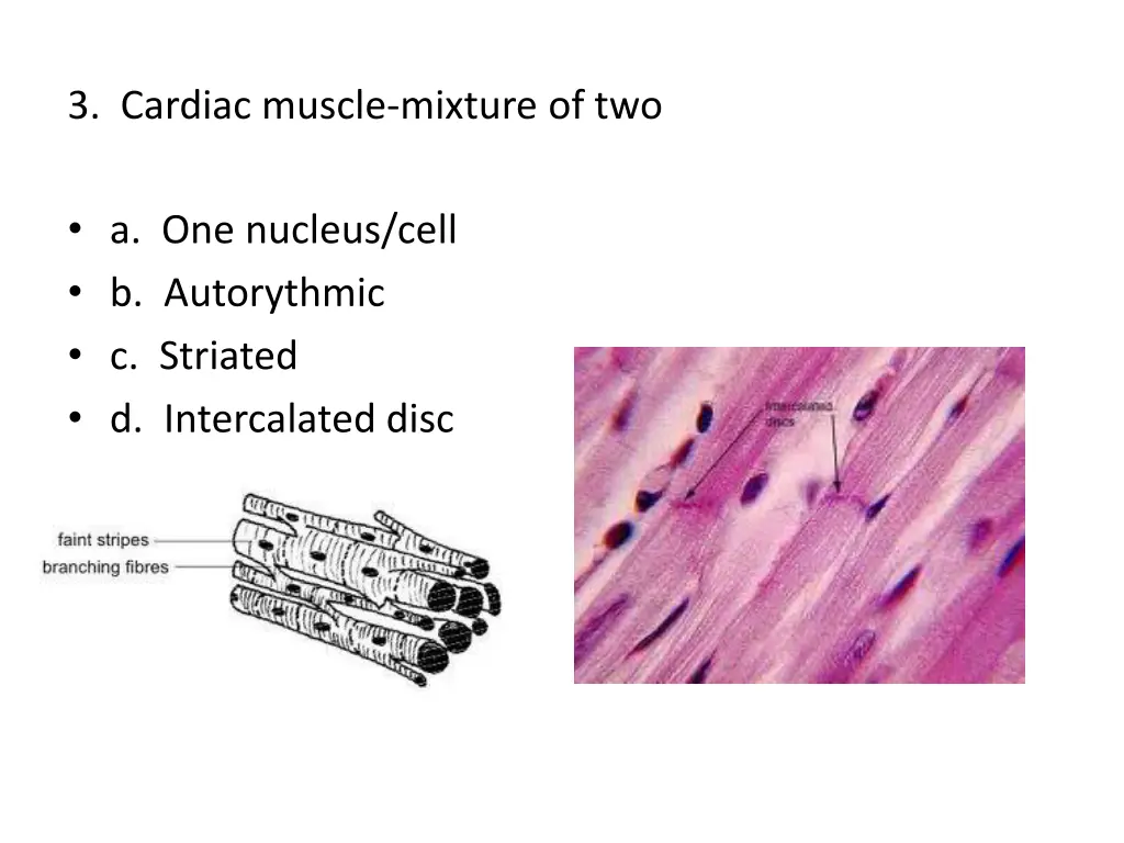 3 cardiac muscle mixture of two