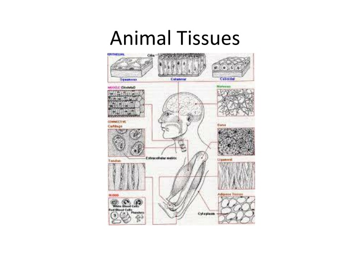 animal tissues