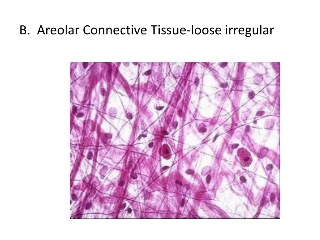 b areolar connective tissue loose irregular