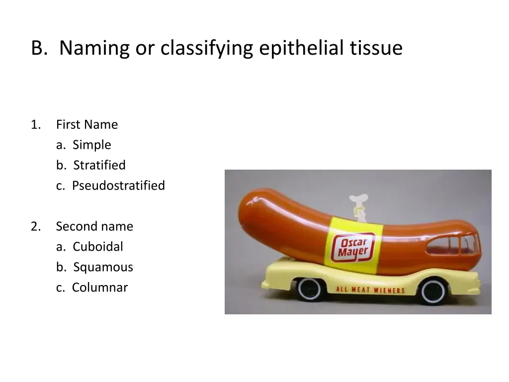 b naming or classifying epithelial tissue