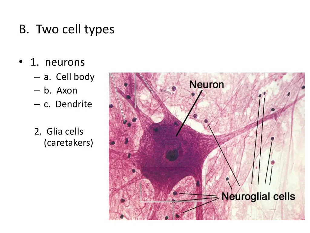 b two cell types