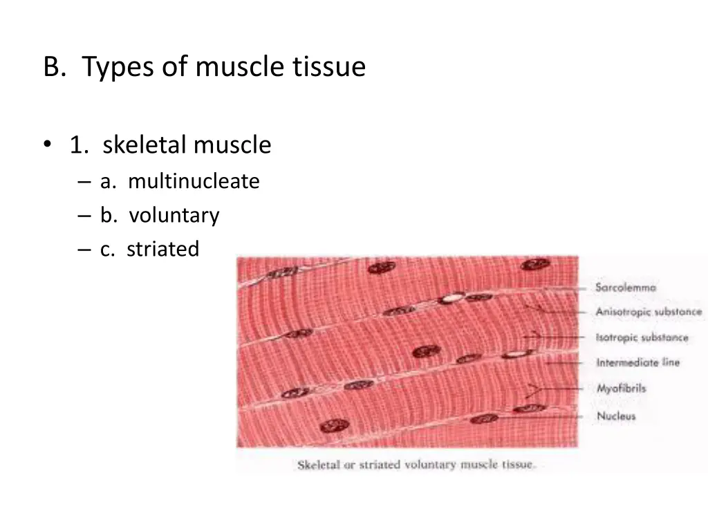 b types of muscle tissue