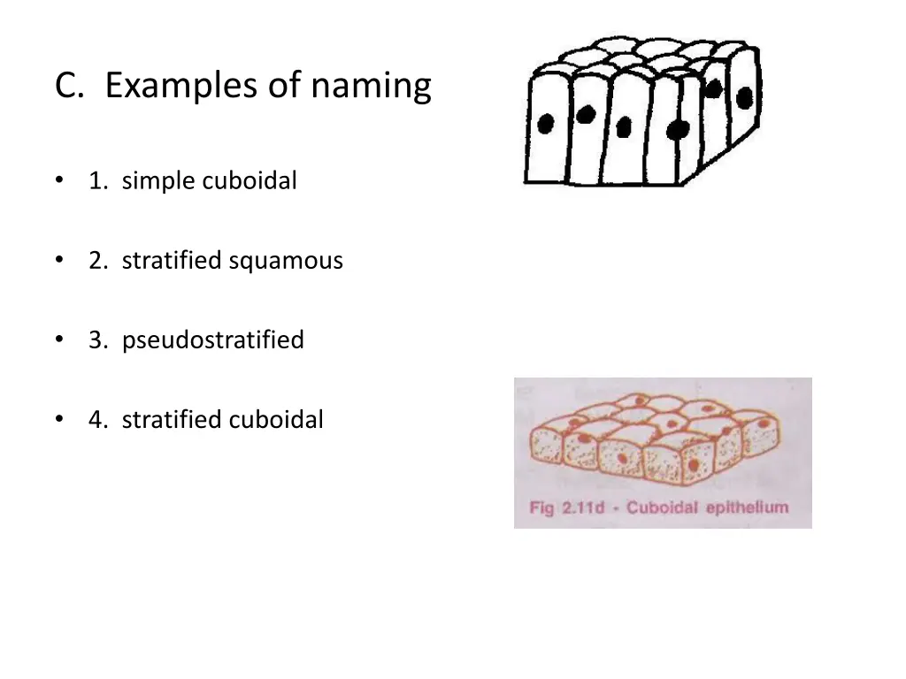 c examples of naming