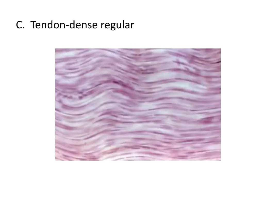 c tendon dense regular