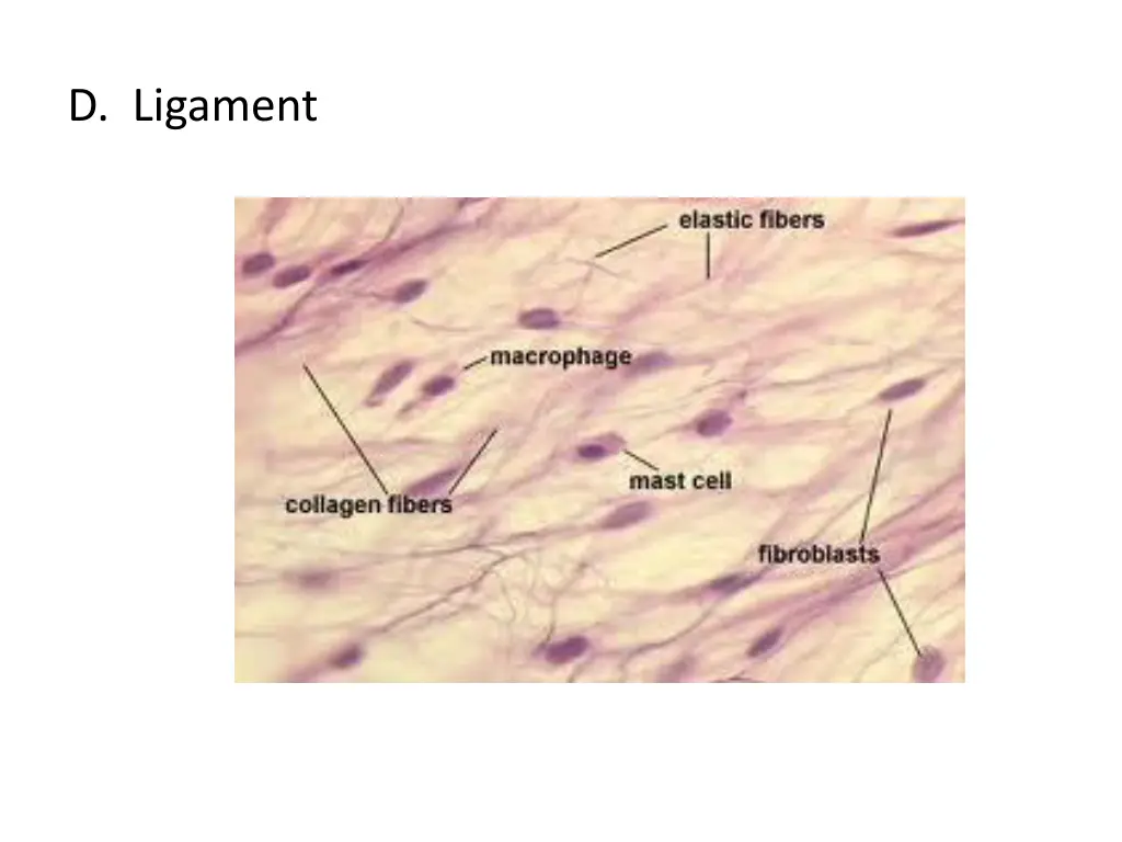 d ligament