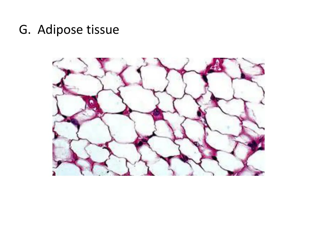 g adipose tissue