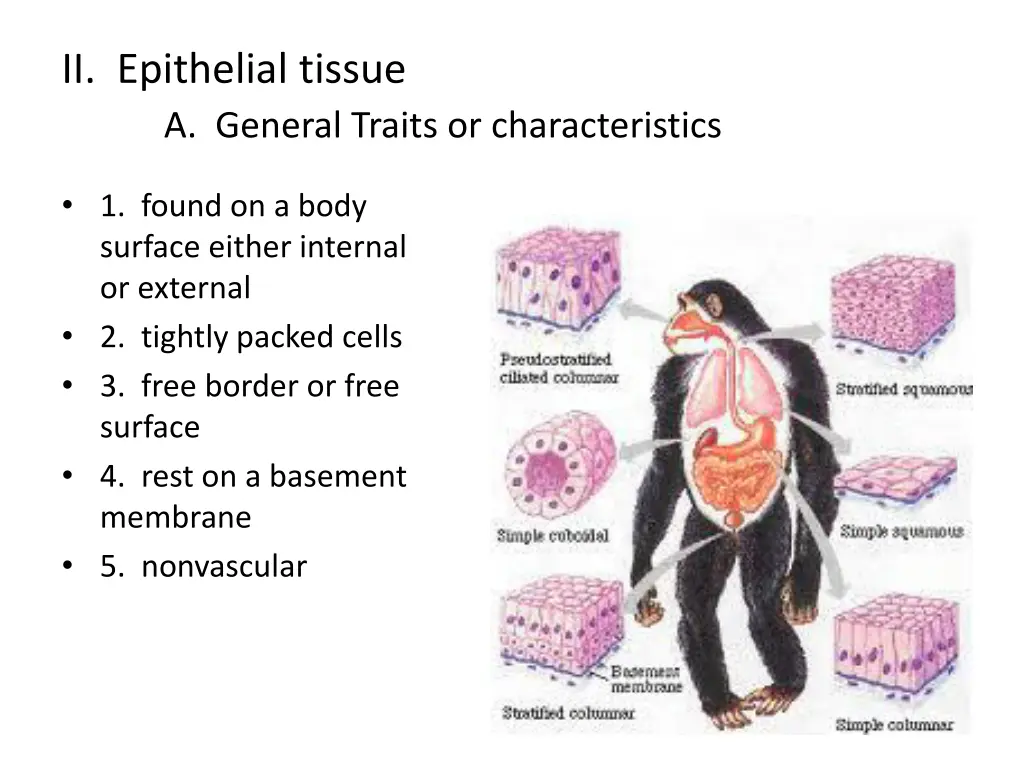 ii epithelial tissue a general traits