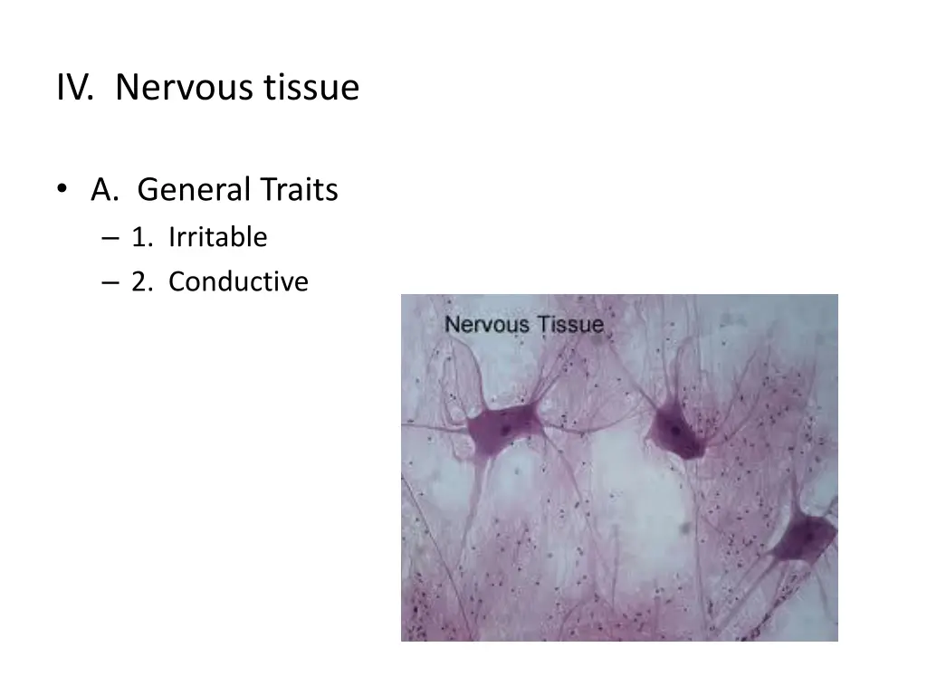 iv nervous tissue