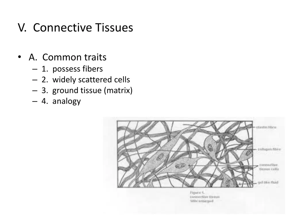 v connective tissues