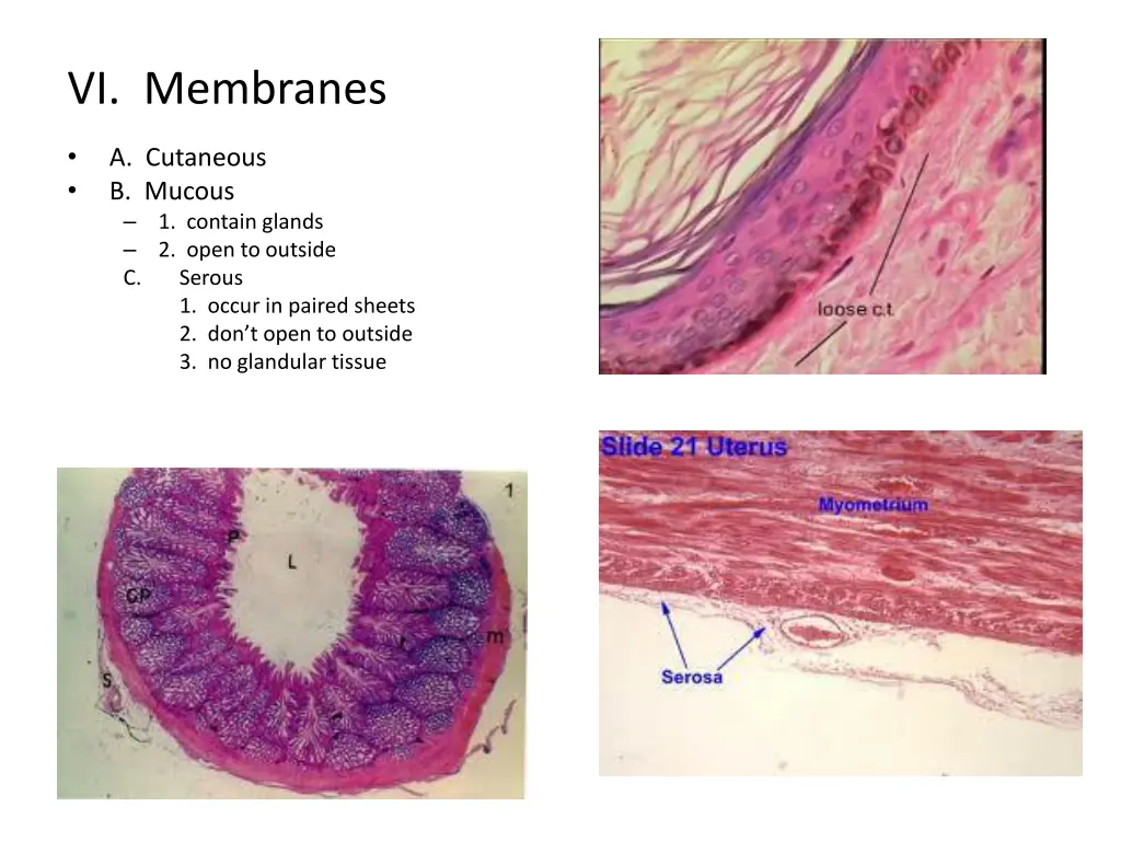 vi membranes