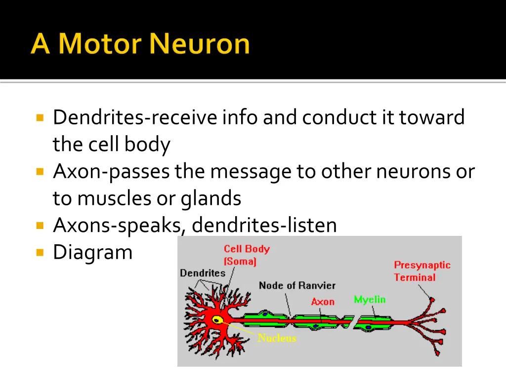 dendrites receive info and conduct it toward