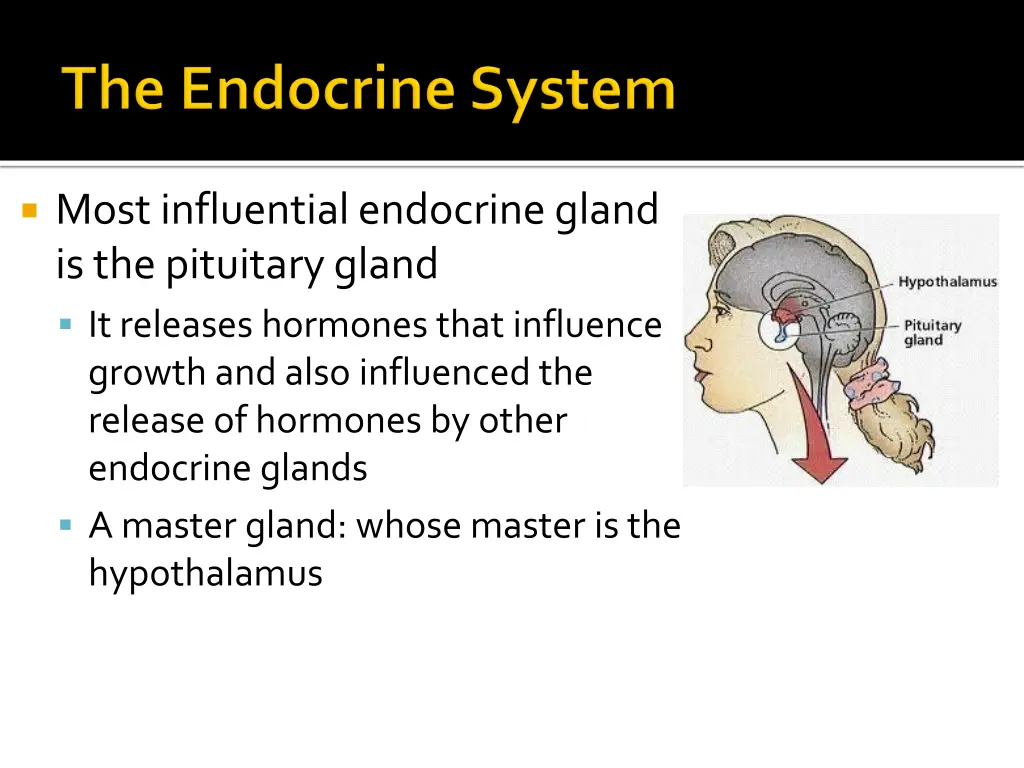 most influential endocrine gland is the pituitary