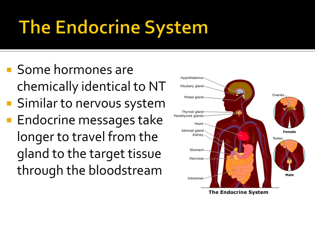 some hormones are chemically identical