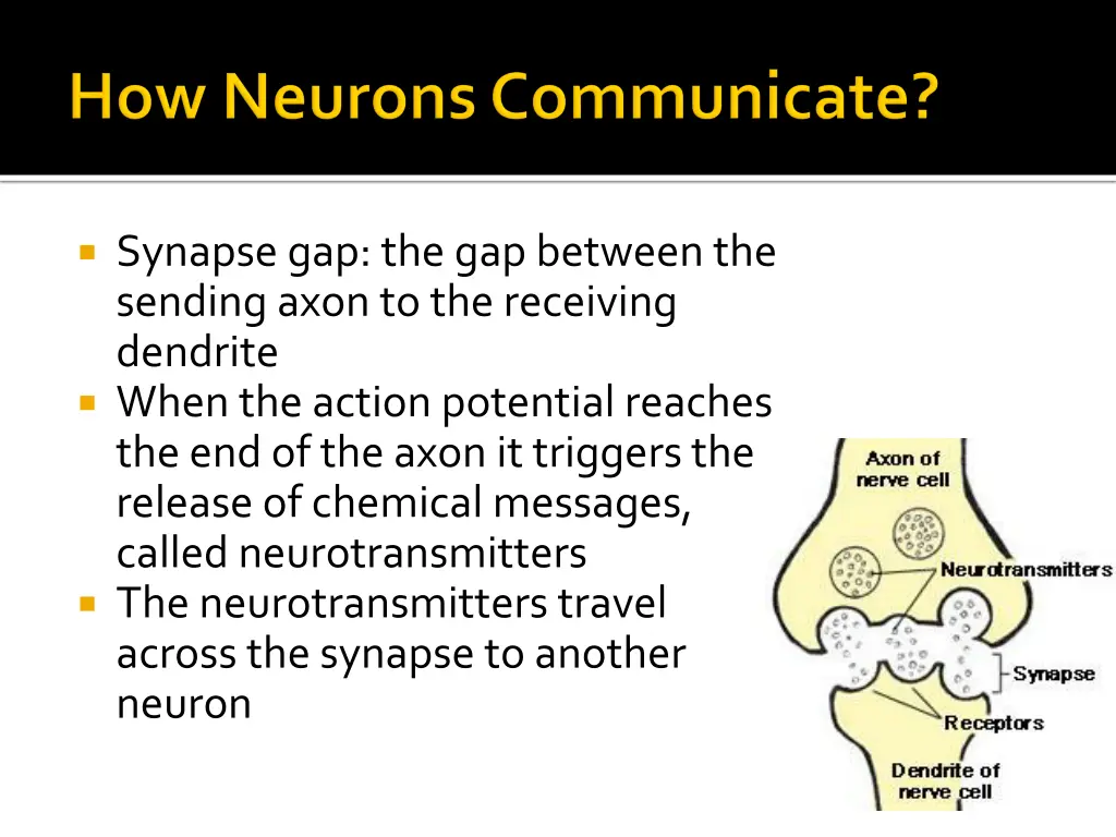 synapse gap the gap between the sending axon