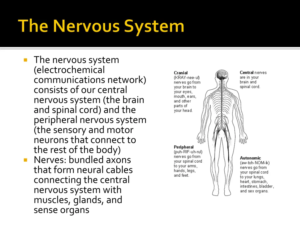 the nervous system electrochemical communications