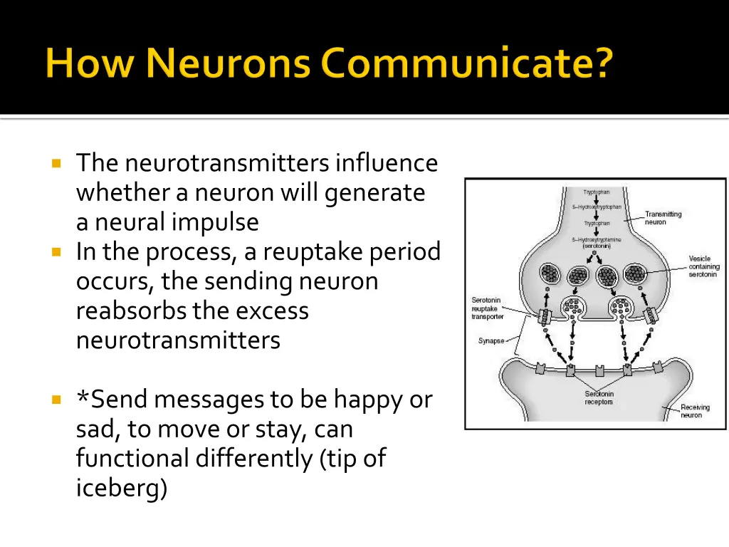 the neurotransmitters influence whether a neuron