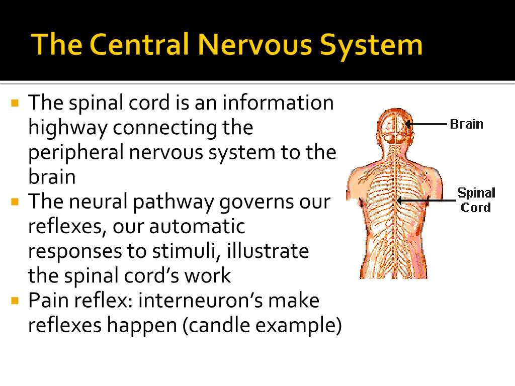 the spinal cord is an information highway