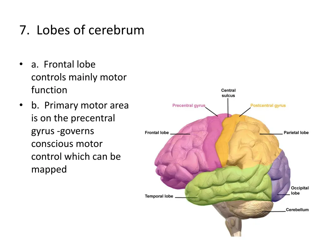 7 lobes of cerebrum