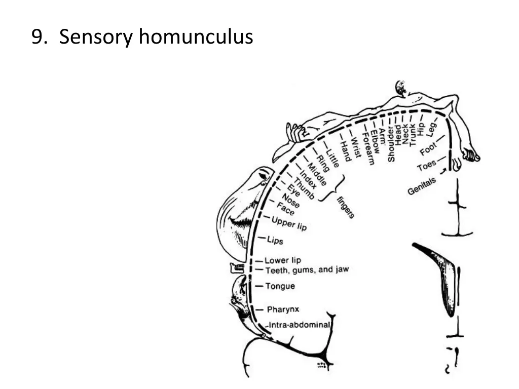 9 sensory homunculus