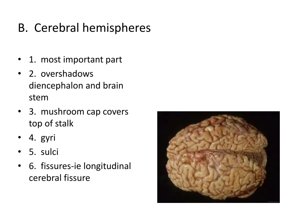 b cerebral hemispheres